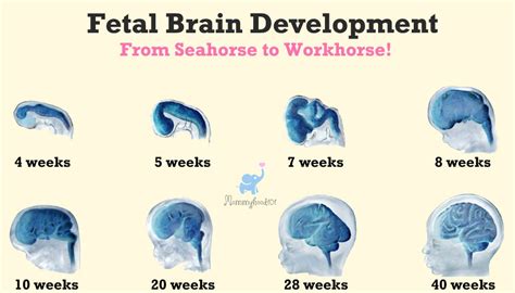 brain development in which trimester