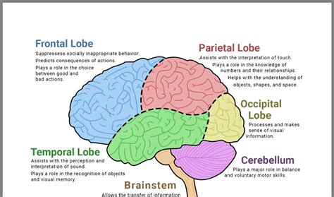 brain diagrams