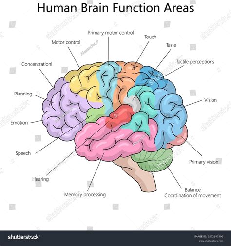 Brain Drawing With Labels And Functions