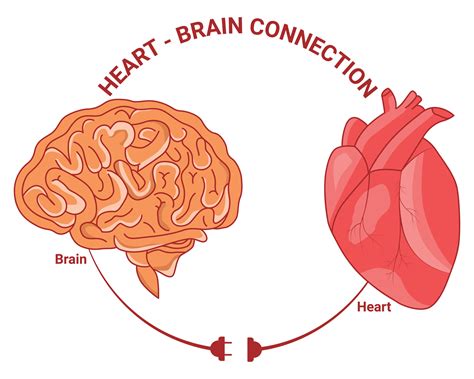 Brain Function Heart