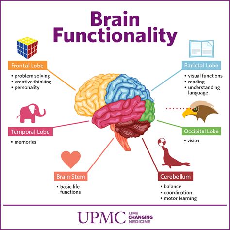 Brain Health and Function