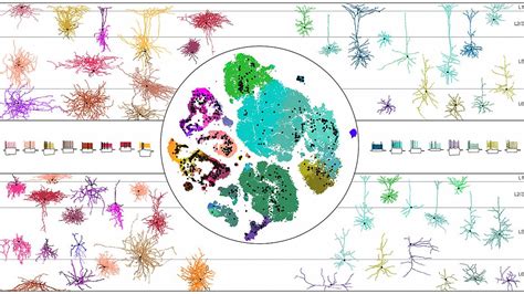 brain initiative cell atlas network