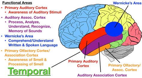 brain locations
