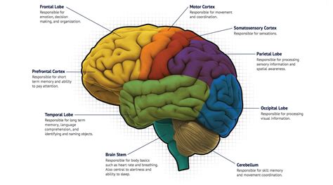 Brain Mapping