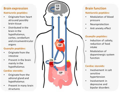Unlocking Brain Natriuretic Hormone's Role in Heart Health Secrets