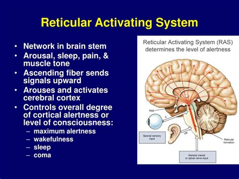 Brain Reticular Activating System Function