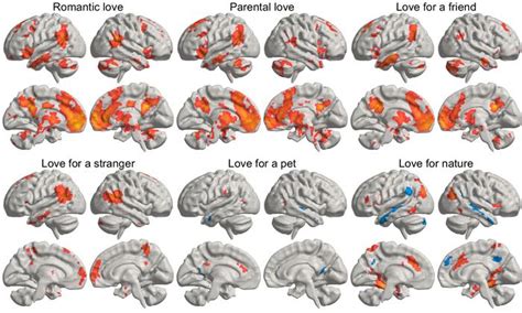 Brain scans reveal the activation of specific regions associated with love, attraction, and attachment.