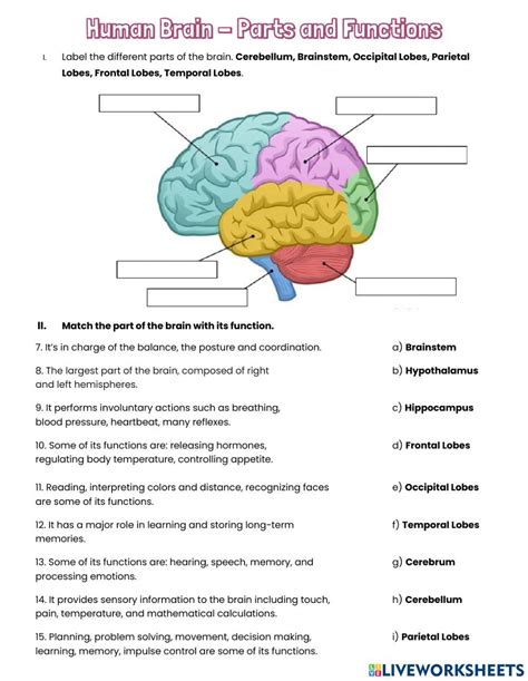 Brain Structures And Functions Diagram Worksheet Printable