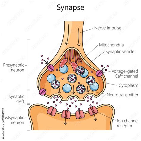 Brain synaptic connection