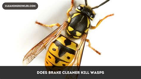 Brake Cleaner To Kill Wasps