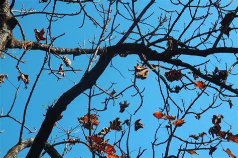 Branch Fall Prevention: Expert Tips to Keep Your Yard Safe