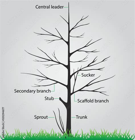 Branch Of The Tree Called