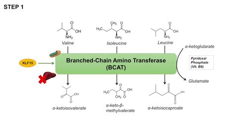 Branched Chain Amino Acids Function