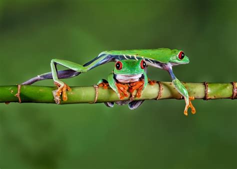 Branches For Tree Frogs