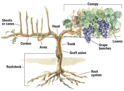 Branches Of Grape Tree