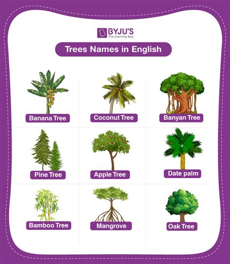Branches Tree Examples