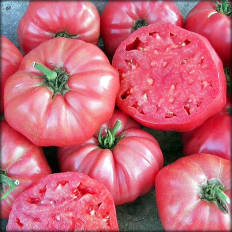 Brandywine Pink Tomato: Unmatched Garden Bounty