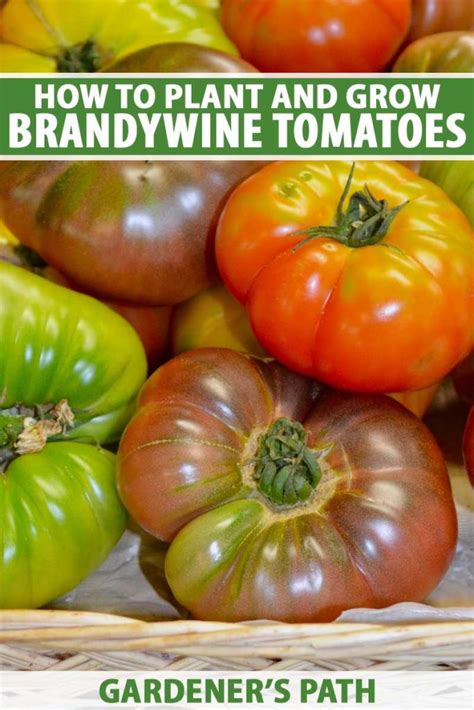 Brandywine Tomato Near Me