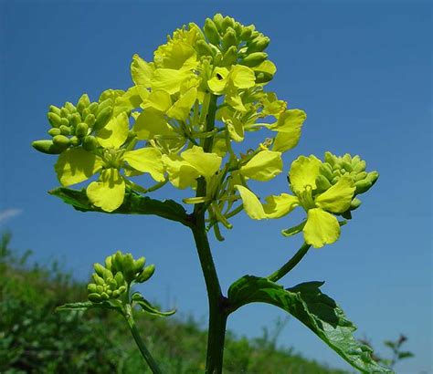 Brassica Hirta