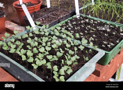Brassica Seedlings