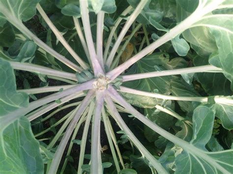 Brassicas Turning Purple