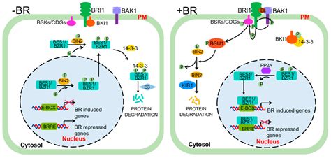 Brassinosteroid Signaling Pathway