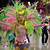 brazil carnival women