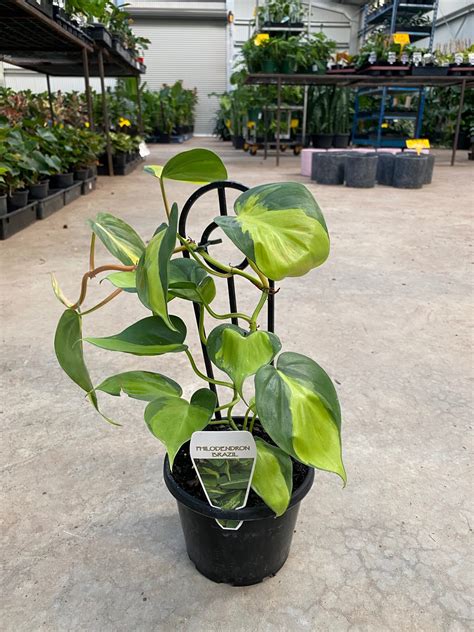 brazil philodendron care