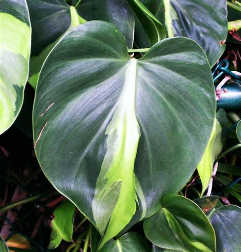 brazil philodendron plant