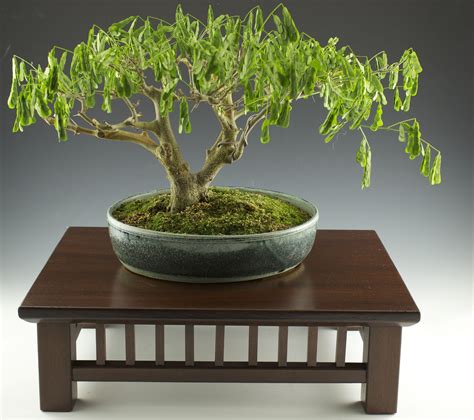 Brazilian Rain Tree Bonsai: A Natural Marvel For Your Home
