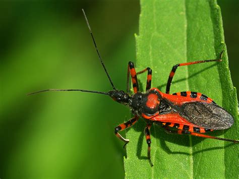 brazilian kissing bug