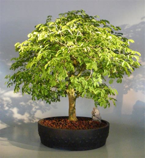 Chloroluceun tortum, a Brazilian raintree Bonsai