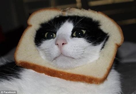 This Bread Head Cat will make your day... because, you know, we all
