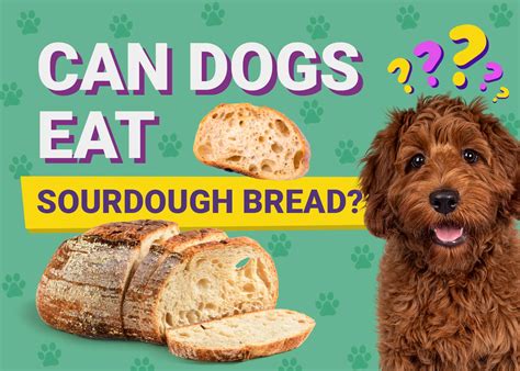 Bread Good For Dogs