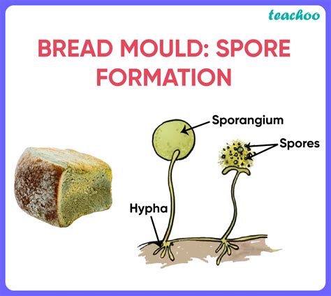 Bread Mould Definition