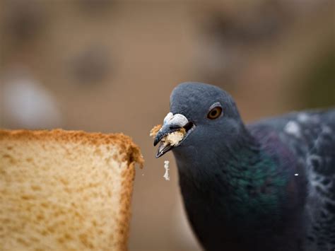 Bread To Birds