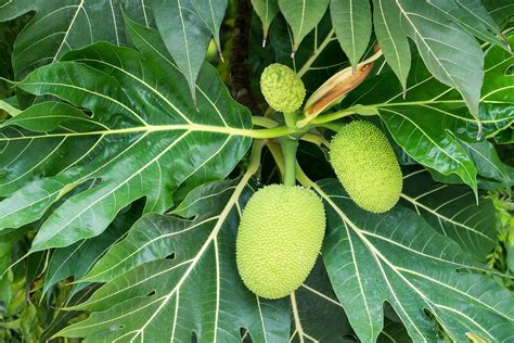 breadfruit plant