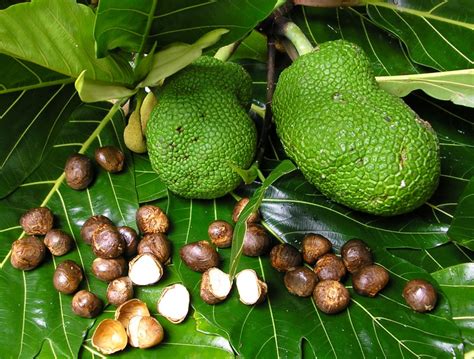 breadfruit seeds