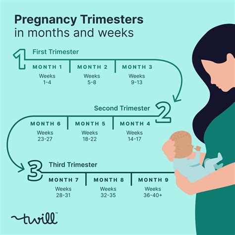 Break Down Of Trimesters