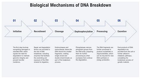 Breakdown Of Dna: Why The Sequence Matters