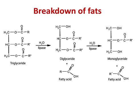 The Complete Breakdown Of Fats: What Every Healthy Eater Needs To Know