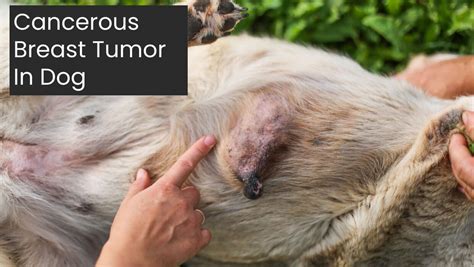 breast tumor symptoms in dogs