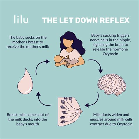 Breastfeeding Let Down Explained