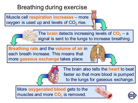 Breathing During Exercise