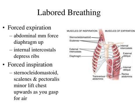 breathing unlabored meaning