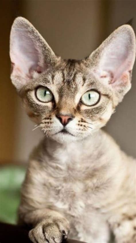 breed of cat with big ears