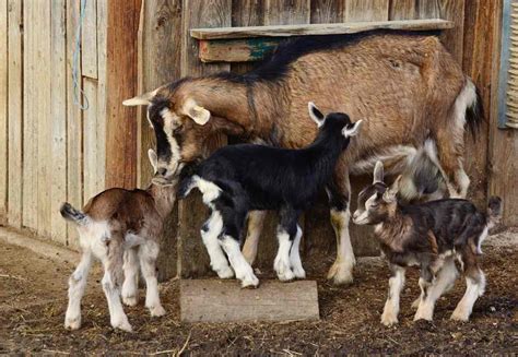 breed of goat for milk production