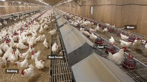 breeder management in poultry