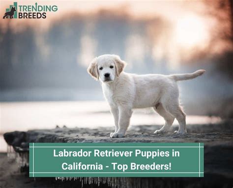 breeding dogs in california