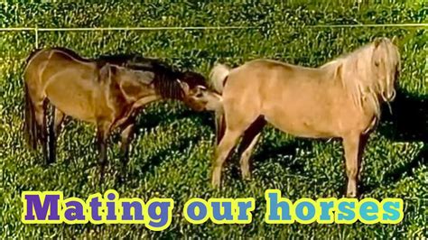 breeding methods for horses